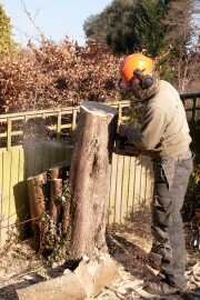 Felling av tre ved gjerde Felling av tre ved gjerde