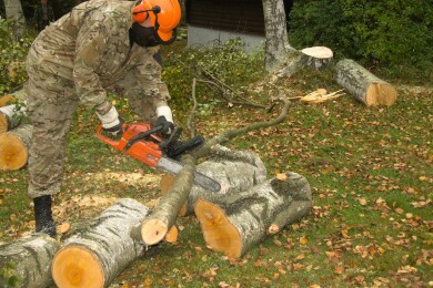 Fjerning av traer oppmot husvegg Fjerning av traer oppmot husvegg