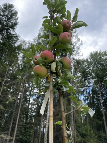 Wilhelmi Anlegg Wilhelmi Anlegg