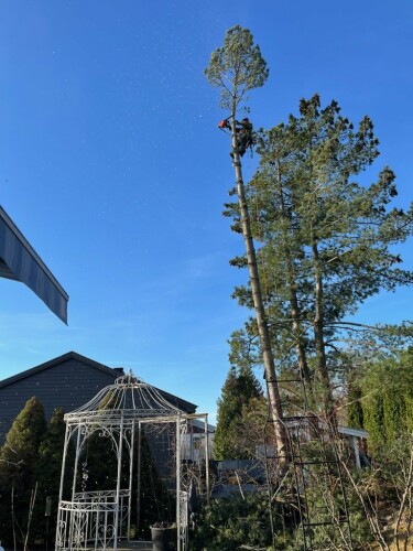 Fleischer Trefelling