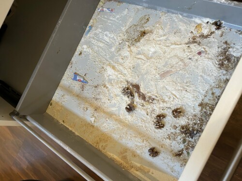 Vask For Deg - Weronika Lewandowska