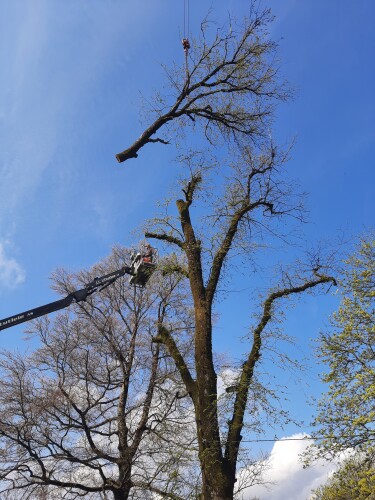 Skagerak Trepleie - Agder