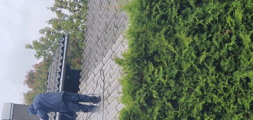 Constantin Tofolan Multiservice