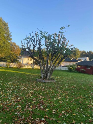 Grimstad Ved & Hageservice