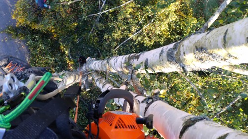 Fleischer Trefelling