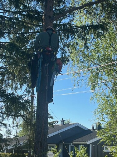 Fleischer Trefelling