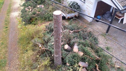 Fleischer Trefelling