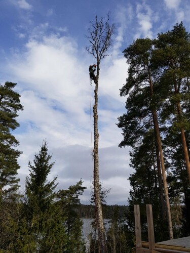 Fleischer Trefelling