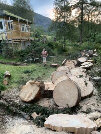 Markus Trefelling & Arborist Service Markus Trefelling & Arborist Service