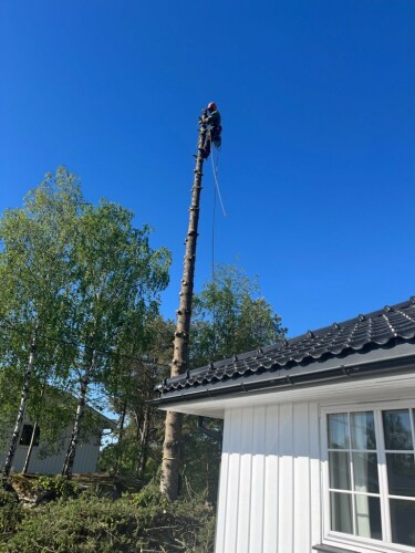 Fleischer Trefelling