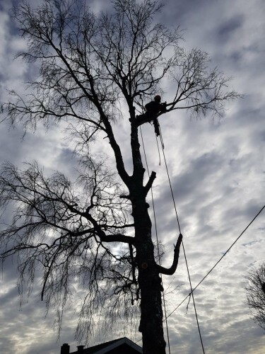 Fleischer Trefelling