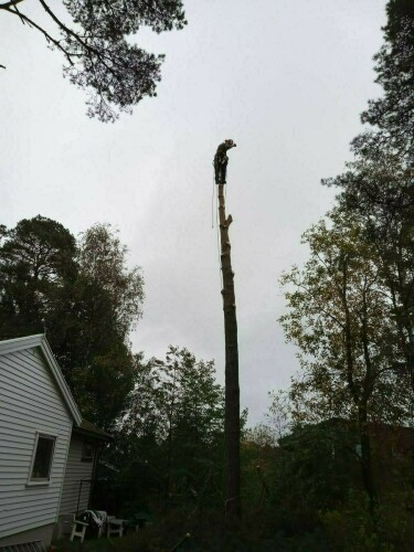 Fleischer Trefelling