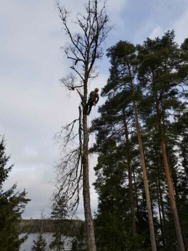 Fleischer Trefelling