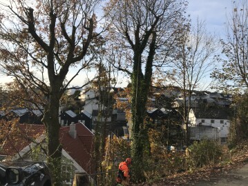 Markus Trefelling & Arborist Service Markus Trefelling & Arborist Service