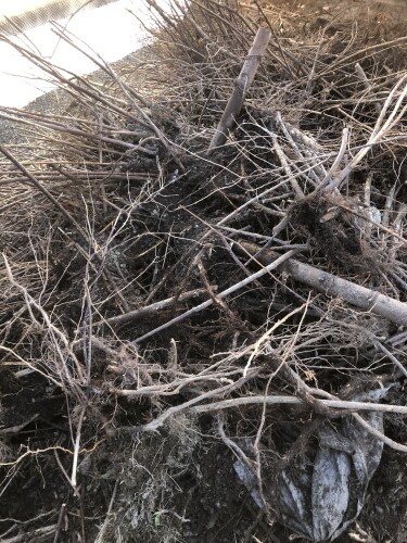 ROYAL MALERSERVICE ALBATRAN