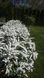 Skog & Hageservice Tor Grimstad