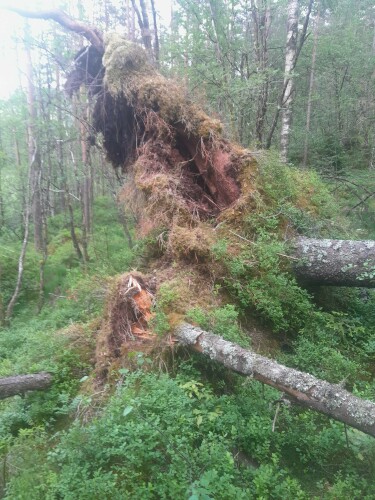Birkeland Skog Og Maskin AS