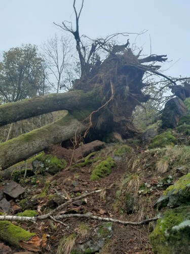 Birkeland Skog Og Maskin AS