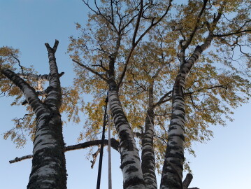 Lasag (Adventure, Snekring, Arbori, Graving) Lemme