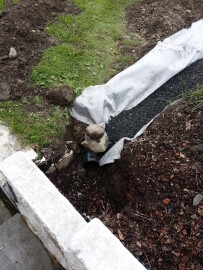 Lasag (Adventure, Snekring, Arbori, Graving) Lemme