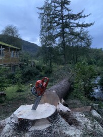 Markus Trefelling & Arborist Service Markus Trefelling & Arborist Service