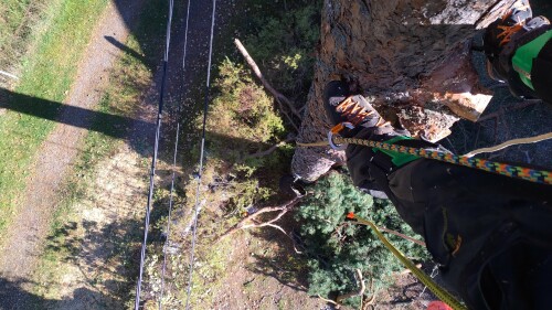 Fleischer Trefelling