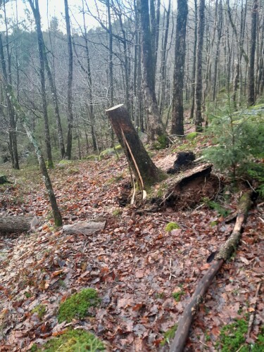 Birkeland Skog Og Maskin AS