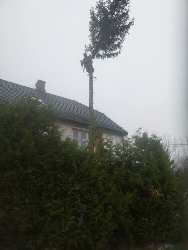 Fleischer Trefelling