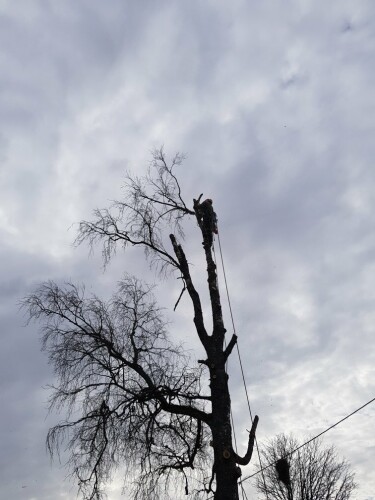 Fleischer Trefelling