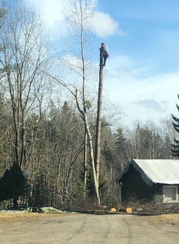 Fleischer Trefelling