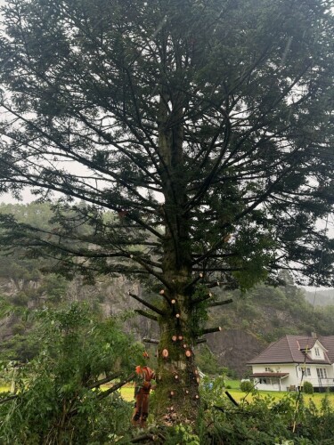 Birkeland Skog Og Maskin AS