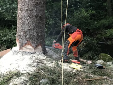 Markus Trefelling & Arborist Service Markus Trefelling & Arborist Service