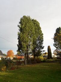 Sven Gåskjølen Bygg Og Eiendomsservice