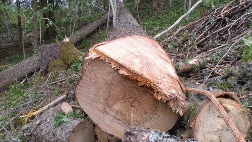 Fleischer Trefelling