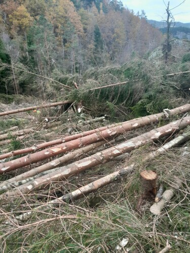 Birkeland Skog Og Maskin AS