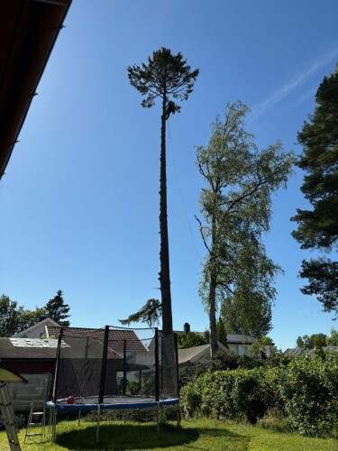 Fleischer Trefelling