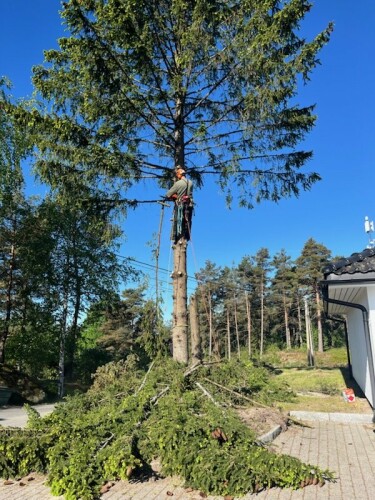 Fleischer Trefelling