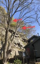 Markus Trefelling & Arborist Service Markus Trefelling & Arborist Service