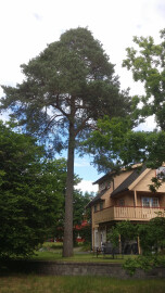 Skog & Hageservice Tor Grimstad