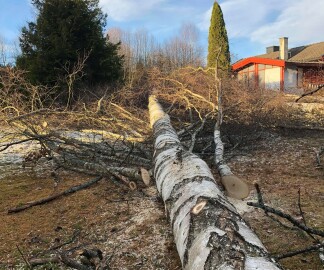 Bekk Trefelling & Trepleie