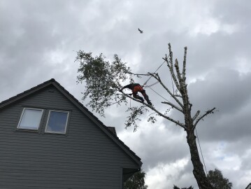Markus Trefelling & Arborist Service Markus Trefelling & Arborist Service
