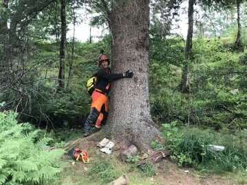 Markus Trefelling & Arborist Service Markus Trefelling & Arborist Service