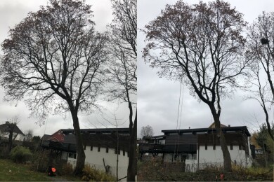 Bekk Trefelling & Trepleie