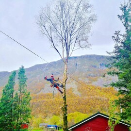 Markus Trefelling & Arborist Service Markus Trefelling & Arborist Service