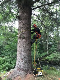 Markus Trefelling & Arborist Service Markus Trefelling & Arborist Service