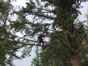 Markus Trefelling & Arborist Service Markus Trefelling & Arborist Service