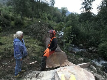 Markus Trefelling & Arborist Service Markus Trefelling & Arborist Service