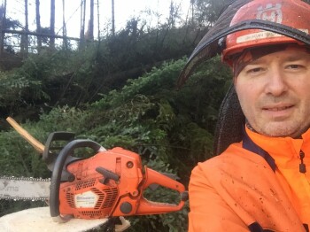 Felling av storre Gran