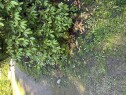 IMG 3264 Kantesten