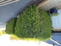 IMG 4999 Trimming av tuja-hekk